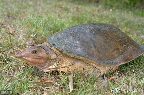 烏龜 鱉|烏龜、王八、甲魚和鱉的區別是什麼？看完長見識了